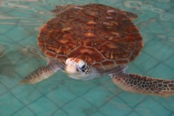 Khao Lak : Bamboo Rafting &amp; Sea Turtle Conservation Center FLEXI_IMAGE 1