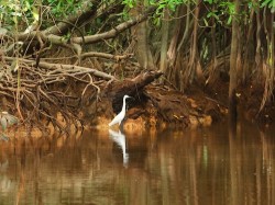 The Little Amazon &amp; Sri Phang Nga Waterfall FLEXI_IMAGE 2