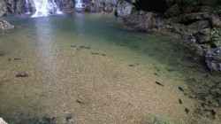 The Little Amazon &amp; Sri Phang Nga Waterfall FLEXI_IMAGE 3
